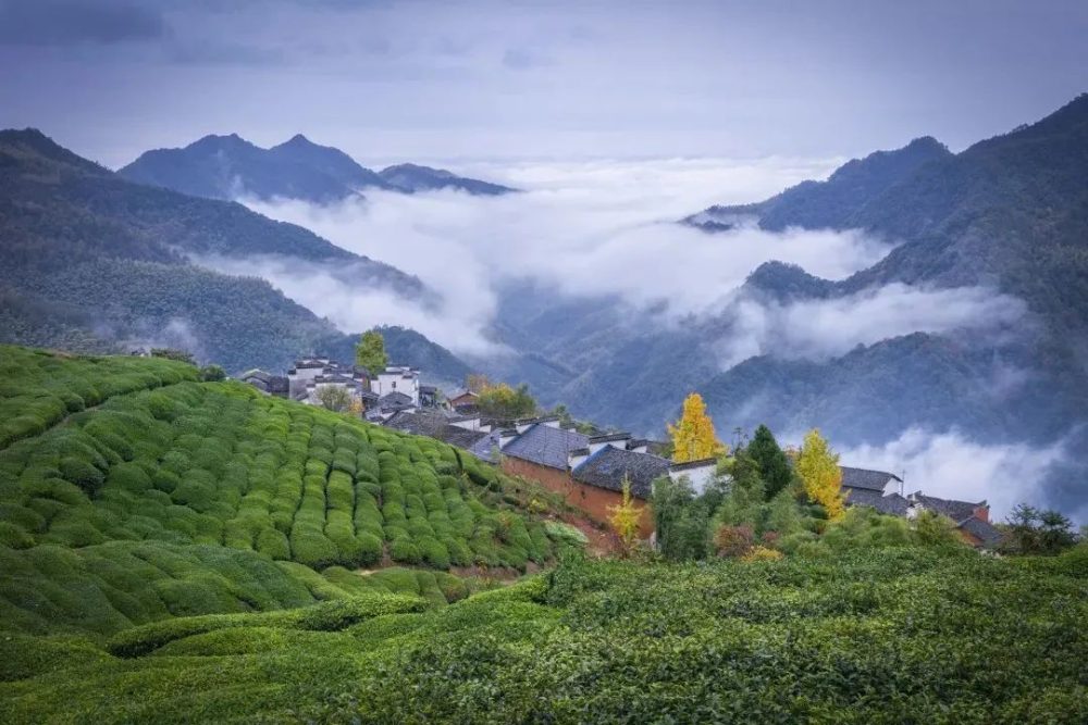 云雾茶园 · 高山好茶