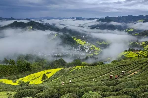 明前春茶上市
